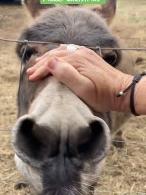 Thanks so much Sherri Hall from Chesterfield Virginia for the squeeze me Christmas chickens!! We appreciate your kindness!! Donkey says Merry Christmas!! 🎄 🫏🥰#virginia #donkeys #happy #joy #pets #PetsOfTikTok #pettricks #animalsfunny #animolds #christmas 