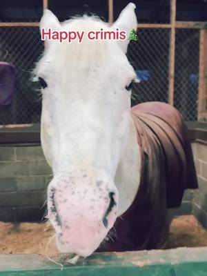 Reposting our Christmas video from last year! Merry Christmas!! #merrychristmas #merrycrisis #horsesoftiktok #barntalk 