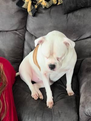 #bubblesthebulldog #americanbulldog #bubblyboo #positivevibesonly💙 #lifeaccordingtobubbles #bulldogsoftiktok #fyp #viralvideo #trending #live 