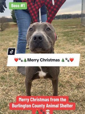 MERRY CHRISTMAS🐾🎄❤️ Our shelter dogs want to wish everyone a safe and happy holidays🫶🏼 Everyone is available for adoption, besides Chevy he has gotten adopted since making this video! Now it’s everyone elses turn☺️ • • • 📍Burlington County Animal Shelter Westampton NJ • •  • #merrychristmas #fyp #santapaws #shelterdogsoftiktok #bullylove #adoptme #help #share #homelessdogs #holidays #pawsome #christmaseve #fyppppppppppppppppppppppp #happyholidays #adoptdontshop #fosteringsaveslives #rescue #shelterlife #savealife #foryoupageofficiall 