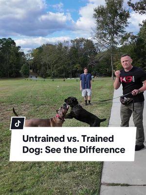 Does your dog lose control when they see other dogs or distractions on walks? 🐕‍🦺 Whether it’s dominance, fear, or excitement, untrained behavior can leave you with ZERO control. Watch how Luna, an F-student, struggles to listen on leash, and compare her to Xena, an A-student who responds instantly. Learn the difference that proper training makes! - The challenges of reactive, untrained leash behavior. - Why even basic obedience doesn’t work without proper training. - How to take your dog from an “F-student” like Luna to an “A-student” like Zena. If you want to take your Dog from an F-Student to an A-Student, Check out our ZERO TO HERO or THE PERFECT WALK COURSE LINK IN PROFILE 🌟 LAST DAY TO SAVE🌟 Get 20% OFF all dog training courses with code JOLLY20. DIYK9 Members save even more—up to 30% OFF! 👉CLICK THE LINK IN PROFILE #holidaysale #holiday #sale #salesalesale #holidayseason #holidaystyle #blowoutsale #DogTraining #puppytraining #puppyfun #dogoftheday #puppytrainer #dogobediencetraining #balanceddogtraining #dogsaregreat #recall #puppytrain #k9trainer #dogobedience #dogbehavior #dogtrainingtips