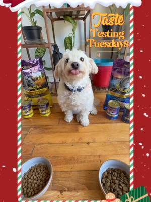 Join us and @Zignature for Taste Testing Tuesdays, find out which flavor this litte one wants for Christmas dinner!  #happyholidaysmerrychrisas #christmasdog #christmasdogs #k9loft #doggydaycare #dogshop #dogboarding #losangelesdogs #dogsofla 