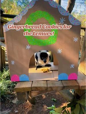 Gingerbread treats in Gingerbread houses for the Lemurs. 🤩  Video provided by @Jessica Stull  Gingerbread creations by Shelby. Bird & Mammal Keepers.  #staugustine #staugalligatorfarm #zooanimals #cuteanimals #lemurs #gingerbread 