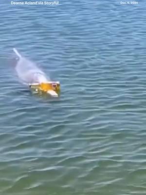 This dolphin played its part in highlighting the issue of ocean pollution, spotted off the coast of Australia balancing a beer bottle on its beak, captivating onlookers in the process. @abcnews 🐬 🍺 #OceanPollution #SaveOurSeas #MarineLife #Dolphins #PlasticFreeOceans #WildlifeConservation #EcoAwareness #ProtectOurPlanet #SustainableLiving #CleanOceans