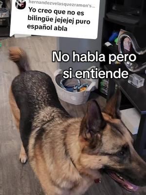 Replying to @hernandezvelasquezramon #viralvideo #perrostiktokers #pets #perros #mexican #fypシ #mascotas #foryoupage 