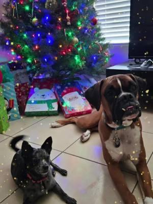 Merry Christmas 🎄 #CapCut #itsthemostwonderfultimeoftheyear #merrychristmas #christmaslights #furbabies #ourbabies #fypシ゚viral #fyp 