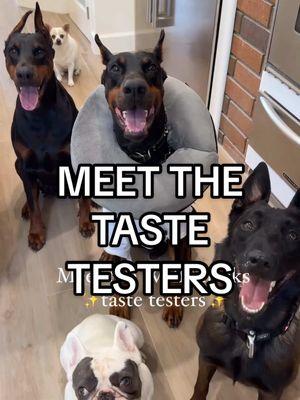 Meet the taste testers✨🥰 #wulfsnacks #dogsoftiktok #pettreats 