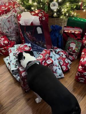 Cant believe Instill have rinwsit to open these Bish WTF! #christmas #christmaspresents #spoiled #nopatience #gifts #doggifts #fy #fyp #doggo #dogsoftiktok #PetsOfTikTok #pets #dog #bostonterrier #bostie #dogmom #dogmomlife #dogmomaf #petloversoftiktok #handsome #cutie #dogs #pet #petlover #pettok #santa #holiday #holidaycountdown #holidaytiktok 