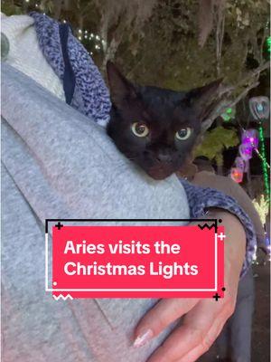 Aries Christmas Bingo continues… Aries inspects some holiday lights. Merry Christmas Eve! 🎄🐾 #christmaseve #christmaslights #catmas #blackcatlovers #catslovers