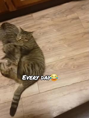 Daily occurrence😂#mycats #mypets #tabbycat #sillycat #catfight #catsmoves #playfulcat #catperson #catmomlife #meow 