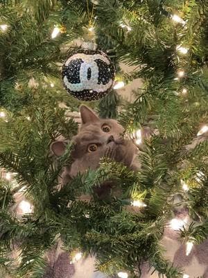 Like mother, like daughter. Merry Christmas from Angelica #britishshorthair #bshkitten 