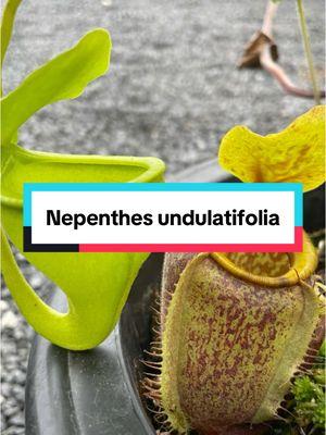 Nepenthes undulatifolia #californiacarnivores #carnivorousplant #carnivorous #plant #houseplant #plantsoftiktok #planttiktok #farmlife #plantsmakepeoplehappy #PlantTok #garden #plantlover #rareplants #greenhouse #plantparent #nepenthes #pitcherplant