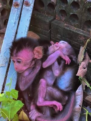 The poor baby monkey #monkey #monkeys #poormonkey #babymonkey #animals #monkeysoftiktok #pet #forest #usa #cutemonkey #monkeylover #monkeyvideo #wildanimals #cute #rescue #🐒 #wildlife #viral #monkey360 