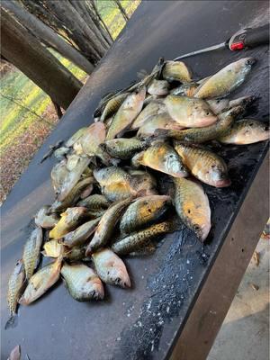 Nothing like being on a lake with no size limit and running into this🔥 #fyp #fishing #crappie #dinks #crappiefishing #fish #fishtok #ffs #livescope #livescopeischeating #mississippi #hookedup #fillthecooler 