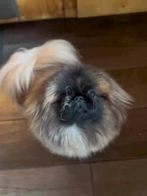 Is that not allowed 😔 #pekingese #messy #dogsoftiktok 