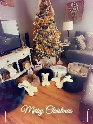 Well i have to say my doggies seem to love their Christmas from Santa! New beds and treats! (Yes there is 2 extra beds for friends or when they wanna switch it up!) #merrychristmas #doggiechristmas #newdogbeds #agirlandherdogs #4dogsandagirl #yorkies #4yorkies #senioryorkies