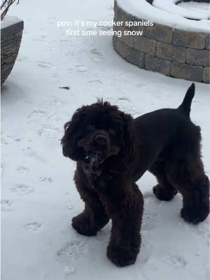 He wasnt a fan at first but hes warming up to it (pun verry intended) but hus paws are so frosty (pun intended) #cockerspaniel #cockerspanielpuppy #puppiesoftiktok #dogsoftiktok #firstsnow #cutedogs #puppyphase #fyp #dogsinsnow 