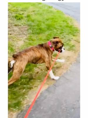 what its like living with a boxer dog… 🤪🐾 #boxersoftiktok #boxerdogs #PetsOfTikTok #boxerdog #dogsoftiktok #boxerdogsoftiktok #puppiesoftiktok #boxers #dogpuppy #boxerpuppy #guiltydog #dogvideos #christmas #creatorsearchinsights 