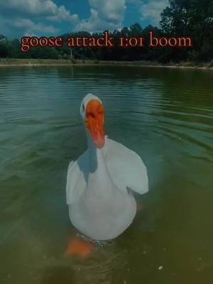 #goosejitsu 103: it’s all about deflection and economy of motion#goosemafia #goosegang #goose