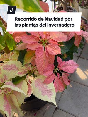 Recorrido de Navidad por las plantas  . . #plantasdeinterior #ivetsuculentasymas #suculents #feliznavidad 