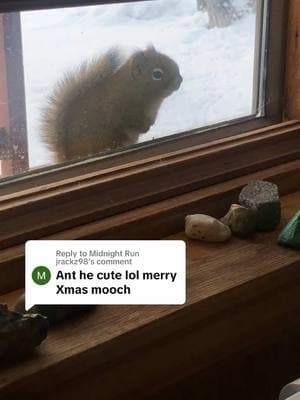 Replying to @Midnight Run jrackz98 He was out there begging again so I gave him a Xmas-eve gift (suet) 🎄 Merry Christmas!! Also I know my windows are filthy…dirt road, dirt driveway, too cold outside to wash them…🤷‍♀️ #alaska #squirrel #redsquirrel #mooch #christmas #ch#christmaseveresent #gift  #res#residenti#animall#wildlifep#fypryoupage #foryou ##shegathersnomoss