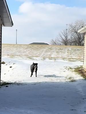 Well, it’s Christmas Eve on this beautiful day in Wisconsin. Otis and Dexter are having fun time playing .##funnydogs##loveourfollowers##dexterandotis##petlover##funnydogsvideo##family##boydogs##funnydogsoftiktok##dextereugene##otis##nephew##cousins##neighbors##wisconsinlife