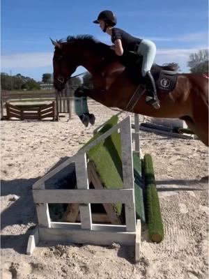 elsa wraps calls for let it go 😉  um he was actually fantastic today and so so soft! #DerbyKruzeraqha #rideforchrome #equestriansoftiktok #dreamlandfarmsfl #aqha #hunterhorse 