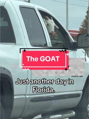 Florida things. #theGOAT #floridacheck #ridingdirty