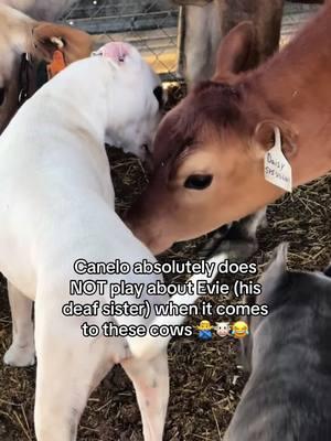 The thing about Canelo is he DOES NOT play about Evie! He will keep her nice and safe and be her ears, always. #fyp #foryou #foryoupage #farmtok #farmlife #canecorso #canecorsoitaliano #workingdog #workingcanecorso #arizona #cattle #ranching 