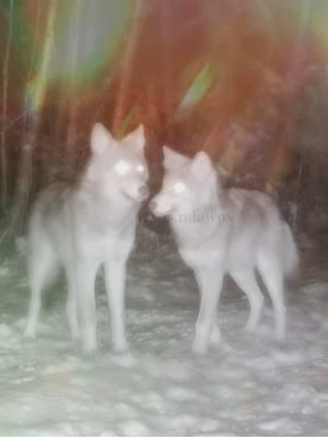 CHRISTMAS EVE WITH YOUR MOTHER AND SIS! merry christmas eve to everyone who celebrates! clips sourced from voyageurs wolf project, yukon wildlife cams, tim harrison middle tennessee outdoors, 603 wild #merrychristmas #christmaseve #wildlife #trailcam #adriannelenker #winter #snow 