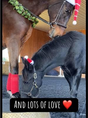 Beautiful holiday memories with Rovy and ‘his’ fillies Lieba and Cali. ❤️ He was fascinated with them since the day they were born at @Little River. When the time came to wean them from their mothers he happily took the job. He was fondly called ‘Uncle Rovy’ for quite awhile. 🤪The next season we tried again but he was not interested…I think he was a bit heartbroken when we had to wean him from his girls. 💔 #horse #horselove #holidays #fillies #foals #cutehorse #horsesoftiktok #horses 