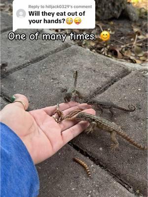 Replying to @hilljack0329 #curlytail #curlytaillizards #lizard #cuteanimals #jurassic #funnyanimals #reptilesoftiktok #minidino #lizardlove #reptile #foryoupage #jurassicpark #naturelover #prehistoric #thelizardwhisperer #fyp #natureisbeautiful #floridalife #lizardsoftiktok #smallwonder #babyanimals #lizardlady #crazylizardlady #wildflorida 