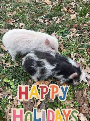 If this don’t make you smile, then no one likes you anyway! #pets #pigsoftiktok #piglife #piggy #life #holiday #socute #babiesoftiktok  