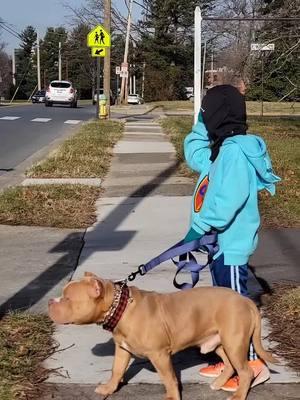 Little John🐻, being walked by the grinch🎄 who has fun on walks even though he complains about going🤣...EVERY TIME😂 Little John🐻: WOGB's GrCh Messenger X WOGB's GrCh Gabriella #grinch #thegrinch #Christmas #Christmaseve #packwalk #doglover 