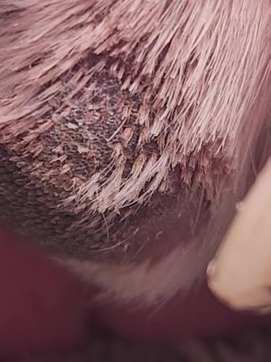 #impactedhairfollicles #doghair #doghairsplinters #doghair #onlypaws #doghaircut #greatdane #dogs #dogsoftiktok #ingrownhair #doghairremoval 