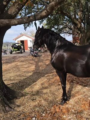 #horsesoftiktok #oversized #farmlife #horsesoftiktok #pindawalejatt #haybaling #ford3930 