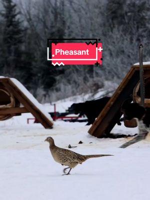 The pheasant hen has now become brazenly bold walking straight through the sled dog kennel torturing the dogs.  Probably just a matter of time before she gets nailed and becomes dinner! #pheasant #bird #brave #christmaseve #sleddog #dogs #kennel #mushing #workingdog #sleddogtiktok #endurancekennels #dogsledding 