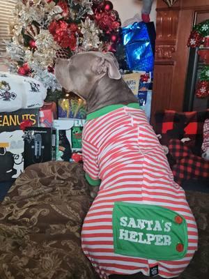 Patiently Waiting For Christmas On Christmas Eve 🐾❤️🎄🎁🐕 #dogsoftiktok #tiktokpets #PetsOfTikTok #adorabledog #americanbullybreed 