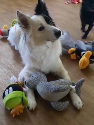 Our dogs opening their Christmas presents 🎄🎁  Can you guess or favorite part? 🤣 #mydogs #funnydogs #pitbull #dogmomlife #bordercollie #germanshepherd #christmas #christmasdogsoftiktok #merrychristmas #happyholidays 