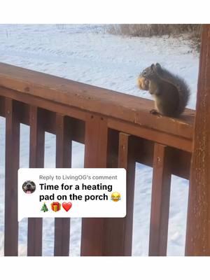 Replying to @LivingOG I laughed at your comment at first - but now I’m thinking that might stop him from rearranging the insulation in my house… 🤔😂 #alaska #squirrel #territorial #mooch #redsquirrel #insulation #resident #animal #wildlife #foryou #foryoupage #fyp #shegathersnomoss 