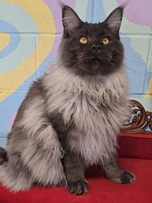 "Mishka" a King in Kathy's Kattery.  He is only 8 months old in this video! We specialize in Maine Coon kittens. #windyhillpets.com #availablekitten #christmas2024 #kathyskattery #mainecoon #bigcats #gentlegiants #trendingsong 