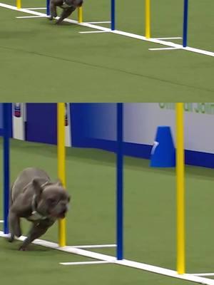 Look at Sushi GO! 👏 A sub-40 run! #Sponsored by @swiffer #thisisakc #agility #agilityinvitational