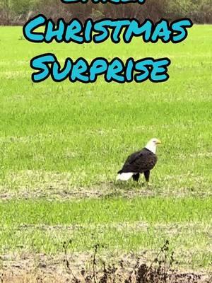 Eagle surprise. It was so close! #gigihollycreek #eagle #baldeagle #christmassurprise 