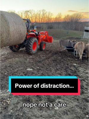 While the donkeys are distracted…. 😬 #roundbail #farmlife #minidonkeysoftiktok #wintertime 