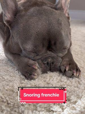 Frenchie sounds 📢 #frenchie #frenchietok #frenchielife #snoringdog #sleepingdog #funnyfrenchie #frencchiemom #TrueLove #puppylove #puppy #puppytiktok #olddog #seniordog #dognap #downwarddog 