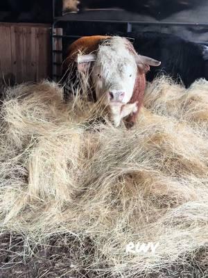 Higgins 💙😊🐮#fyp #ladyfarmerneedsacocktail #findreasonstosmile #miniaturehereford #funonthefarm 