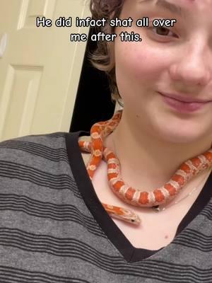 HES BEUNG NICE NOW BUT HAS A PISSING PROBLEM! #cornsnake #snake #exoticpets #pets #cornsnakesoftiktok #pet #exotic #piss 