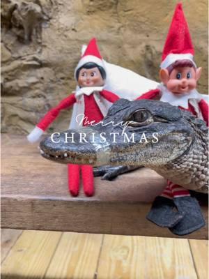 Zoo Elves Coco & Drilo had a great 2024 Christmas season helping out at the Zoo! They are heading back to the North Pole tonight and wish everyone a Merry Christmas! 🎄🐊 ‘Cocodrilo’ is Spanish for Crocodile. #elfontheshelf #elfontheshelfideas #staugustine #staugalligatorfarm 