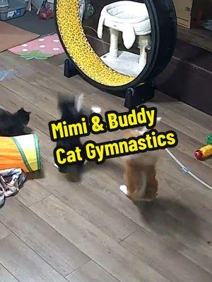 Mimi and Buddy showing off their talents in jumping. Preppung for Catlympics 2025.👏👏👏 #fyp #foryou #foryoupage #catsoftiktok #PetsOfTikTok #ohiocats #mimi #tuxedocat #blackandwhitecat #tuxedo #cats #cutecat #buddy #ginger #orangecat #catplaying #catjump 