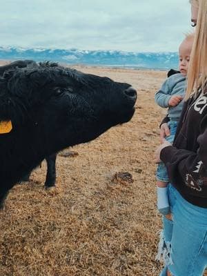 #wagyubull #wagyuorbust #wagyucattle #cattleranch #olsenhorseandcattleco #ranchlife #cattle #ranching #fypシ #fyp #cattlerancher #ranchlife 